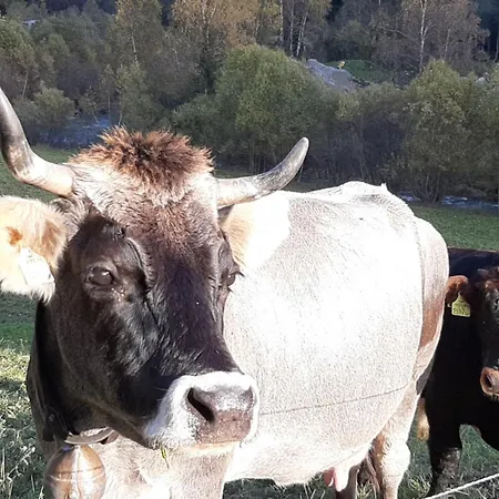 Buckelhof - - Only 20 Min From Ischgl *